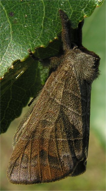 larve di lepidottero defoliatore: Clostera anastomosis